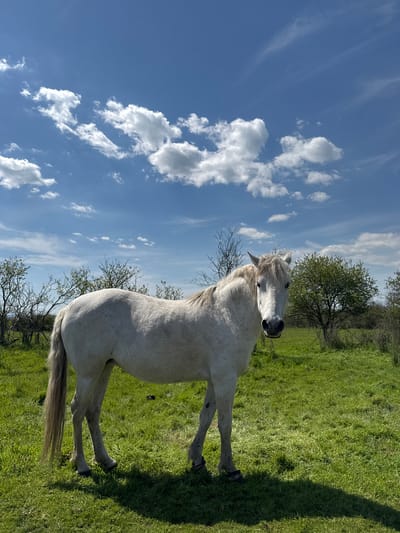 A white horse stands prominently in a sun-drenched, vibrant green field under a wide expanse of blue sky. The horse, facing slightly left but with its head turned to look towards the viewer, has a light-colored, possibly grey or white, coat and a shaggy mane. Its ears are pricked forward, and its dark muzzle is visible.

The setting is an idyllic rural landscape. The ground is covered in dense, rich green grass, illuminated by bright sunlight which casts distinct shadows, particularly to the right of the horse. In the background, scattered trees with green leaves indicate a temperate season, likely spring or summer. The sky is a clear, brilliant blue, adorned with numerous fluffy white cumulus clouds and delicate streaks of cirrus clouds, suggesting fine weather.

The horse appears to be calm and relaxed, simply standing in the field. There is no other notable activity, nor are there any people or visible text. The bright lighting indicates that the photo was taken during the day. The scene captures a tranquil moment in an open natural environment in San Stefano, Bulgaria.