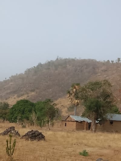 The image depicts a rural landscape identified as Jibam, Nigeria, under an overcast or hazy light gray sky. A large, barren hill with sparse, dry brown vegetation occupies the background, sloping downwards from the left. In the midground, a dry, golden-brown grassy field contains two single-story structures built from reddish-brown earth or mud bricks, both featuring light gray corrugated metal roofs. The structure on the left exhibits a visible window opening and an entrance. The structure on the right is partially obscured by surrounding trees, with an apparent opening or damage on its front. A tall palm tree with a light-colored trunk stands between these two structures. Various other trees and shrubs, some with green foliage and others appearing dry, are dispersed throughout the midground. In the foreground, dry grass covers the ground. To the left, two distinct piles of dark, irregular material, possibly dried organic matter or mud, are present. Adjacent to these piles, a single green, segmented cactus-like plant stands vertically. No human figures or active interactions are visible in the scene.