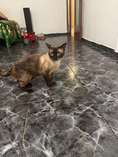 A siamese cat with blue eyes stands on a dark, marbled tile floor in what appears to be an indoor setting, possibly a home in Hostalric, Spain. The cat is facing the camera with its head slightly tilted. In the background, a green blanket with a floral pattern is draped over a piece of furniture. To the left of the blanket, a red toy vehicle with silver wheels is visible. A tall, black object, possibly a cabinet or shelf, stands behind the toy. Further in the background, a doorway with glass-paned doors leads to another area. The walls are white, and the floor is glossy, reflecting light in some areas.