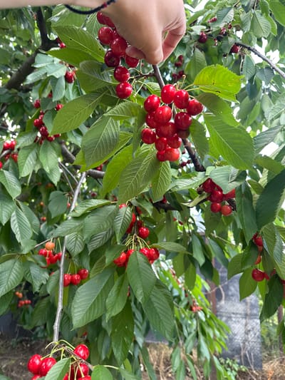 A close-up shot shows a person's hand reaching for a cluster of bright red cherries on a tree. The cherries are plump and ripe, with some on stems and others already picked. The leaves of the cherry tree are a vibrant green, and the branches are thick and sturdy. The background is a blur of more green foliage and what appears to be a fence. The image is taken in Sîngera, Moldova.