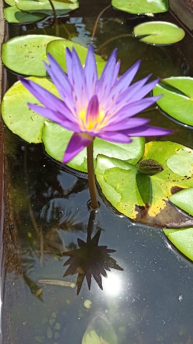 The scene depicts a purple water lily (Nymphaea) in full bloom, centrally positioned within a dark, reflective body of water, located in Kigali City, Rwanda. The flower exhibits numerous vibrant purple petals surrounding a distinct yellow-orange central stamen structure. Its stem, partially submerged, supports the blossom from below the water's surface. Several green, circular lily pads float on the water, some showing minor brown discoloration along their edges. One small, dark green, elongated object, consistent with an unopened water lily bud or a seed pod, rests on a lily pad to the right of the main flower. The water's surface reflects the flower's form and shows a bright, circular glare of direct sunlight. The immediate environment appears to be a contained water feature, possibly a pond or a large planter, with a faint vertical brown edge visible on the left. No individuals are present, and no actions or interactions are observed. The lighting is bright and natural, indicating an outdoor setting during daytime.