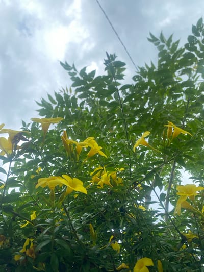 The image depicts a cluster of yellow flowers hanging from a tree in Kebonbaru, Indonesia. The sky is overcast and gray. A power line is also visible.