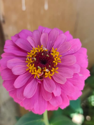 A close-up, vertical shot focuses on a bright pink zinnia flower. The flower is in full bloom, with layers of densely packed petals radiating from a central disk. The petals are a vibrant, saturated pink, with subtle variations in shade and slight indentations at their tips. The center of the flower features a cluster of small, yellow stamens with brown anthers, surrounded by dark red, almost black, pistils. The background is softly blurred, with a warm, earthy tone on the upper left and a muted green on the lower right, suggesting a natural outdoor setting. No people or specific structures are visible, and the image does not contain any information that would allow for a location to be identified within Şardara, Kazakhstan.