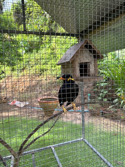 A black bird with a yellow beak and yellow markings behind its eyes is perched on a branch inside a wire cage. Behind the bird, a small wooden birdhouse is visible. The cage is set outdoors, with lush green foliage and trees visible in the background. The ground inside the cage is covered with grass and dirt, and a red and orange circular object is on the ground to the left. A metal frame forms the base of the cage. The scene appears to be in Ban Ta Khun, Thailand, a district known for its natural beauty and agricultural landscape, often featuring outdoor enclosures for local wildlife.