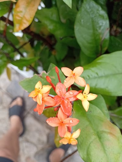 The image shows a close-up view of small, star-shaped orange and yellow flowers, likely Ixora, with visible water droplets on their petals, suggesting it has recently rained. The flowers are clustered on a stem against a backdrop of lush green leaves, some of which show yellowing. In the lower left portion of the frame, a person's leg and foot wearing a dark grey sandal are blurred and out of focus, positioned on a light-colored, textured surface that appears to be paving stones. The scene is likely outdoors, possibly in a garden or a public space with flora, in Douala V, Cameroon, given the context. The lighting suggests it is daytime, and the overall atmosphere is natural and slightly damp.