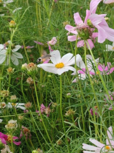 This media file captures a close-up view of a garden filled with cosmos flowers, predominantly white and pink varieties, interspersed with lush green foliage and tall stems. A hummingbird hawk-moth is prominently featured in flight, hovering near a white cosmos flower with a vibrant yellow center. The moth's wings are blurred due to its rapid movement, but its distinct body shape and coloration are visible. Several flower buds and seed heads are also present, suggesting a natural blooming cycle. The overall impression is one of a vibrant, natural setting, likely outdoors during daylight hours. The focus is on the delicate interplay between the flora and fauna, highlighting the natural beauty of the garden. There is no visible text in the image.