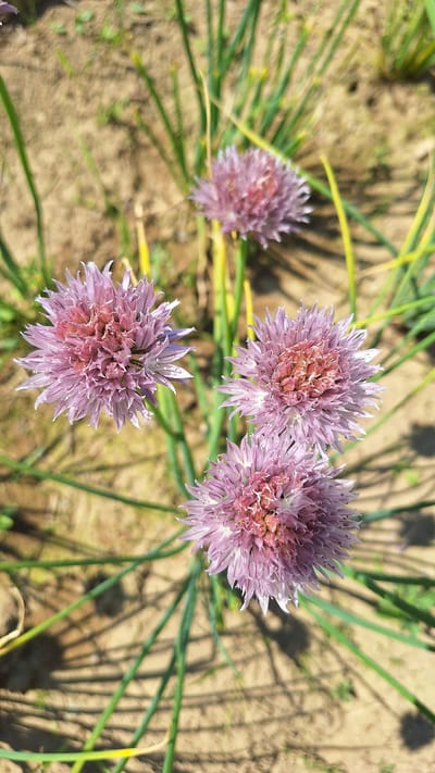In Nogliki, Russia, a close-up, top-down shot captures a cluster of three blooming chive flowers (Allium schoenoprasum) against a backdrop of dry, sandy soil and sparse green foliage. The chive blossoms, predominantly light purple with hints of pink at their centers, are spherical and radiate delicate, thin petals. Their stems are slender and green, curving outwards. The sun casts distinct shadows from the chive plants onto the soil. The ground appears dry and textured, with scattered dry vegetation and some green shoots emerging. The image is brightly lit, suggesting it was taken during daylight hours. There are no people or animals visible in the scene.