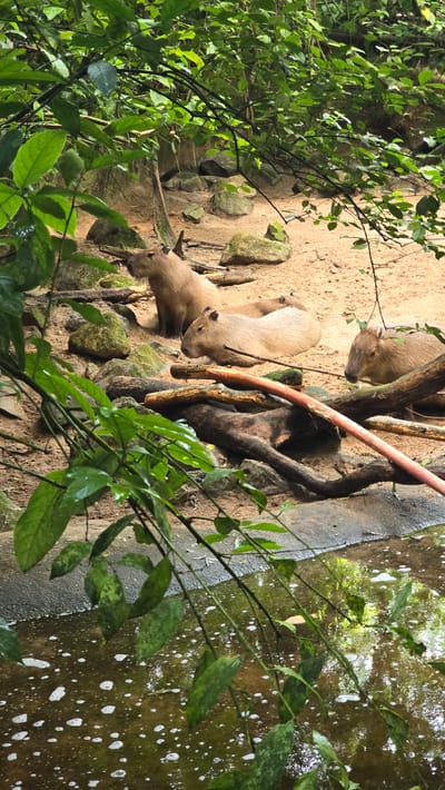 The image shows a group of capybaras resting on sandy ground near a body of water. The environment is lush and green, with trees and foliage overhead. There are several capybaras visible, some sitting up and others lying down. The water in the foreground is murky with some white foam on the surface. The scene appears to be in an outdoor enclosure, possibly a zoo or wildlife park. The specific location in Arnhem, Netherlands is not identifiable from the image alone, but it is consistent with environments found in zoos like Burgers' Zoo.