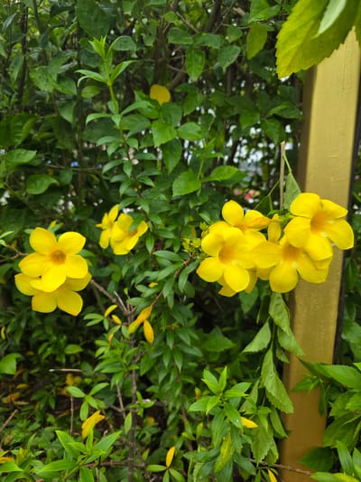 In Bhokarpada, India, a close-up shot focuses on a cluster of bright yellow flowers, likely Allamanda cathartica, with vibrant green foliage as the backdrop. The flowers, characterized by their trumpet-like shape and five petals, are in full bloom, with some showing slight water droplets. A portion of a yellow painted post is visible on the right edge of the frame, hinting at an outdoor garden or decorative setting. The surrounding leaves are lush and varied in shape and size, some appearing slightly wilted or yellowed, indicating natural growth and the passage of time. The overall impression is a serene and colorful natural scene within an urban environment.