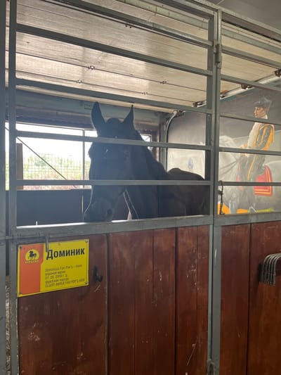 A dark-colored horse is standing in a stable. The horse is visible through metal bars. A yellow sign with text in Russian is attached to the wooden wall of the stable. The text on the sign indicates the horse's name as "Доминик" (Dominik) and provides details such as breed and birthdate. In the background, a painting of a man in a historical costume riding a horse is visible on the wall. The overall environment suggests a stable or equestrian facility.