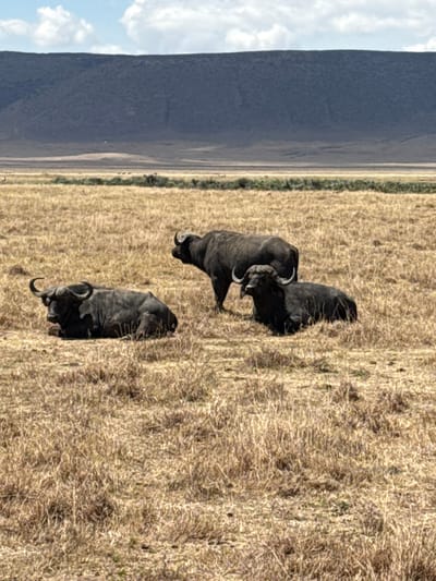 The image depicts three African buffalo within a dry, open savanna environment in Mti Mmoja, Tanzania, under a clear daytime sky. In the foreground, two adult buffalo are recumbent, resting on their chests; one is positioned to the left, facing left, and another is to the right, partially obscured, also facing left. A third adult buffalo stands upright between the two recumbent animals, oriented towards the right. The ground consists of extensive dry, golden-brown grass. In the distant background, a prominent dark, elevated landmass spans the horizon, beneath a light blue sky with scattered white clouds. No human subjects or man-made objects are visible.