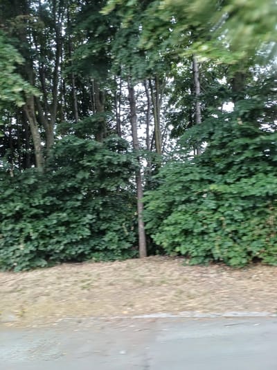 The image depicts a roadside scene with dense foliage in the background. A row of tall, slender trees with dark bark stands prominently, their branches covered in lush green leaves. In front of these trees, a thick hedge of smaller, densely packed green bushes forms a natural wall. The ground in front of the hedge is covered in dry, light brown grass and fallen leaves, with a few scattered pieces of debris. A paved road or path runs along the bottom of the image, its surface appearing grey and somewhat textured. The overall impression is of a natural, undeveloped area adjacent to a road. The location is specified as Iovkovo, Bulgaria.