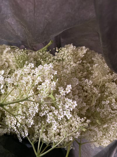 The image shows a close-up of a large quantity of elderflower blossoms. The flowers are white and arranged in clusters on green stems. The setting appears to be indoors, possibly within a bag or container. The image doesn't provide any information about the location in Belokopitovo, Bulgaria, or any people, subjects, objects, actions, or interactions related to that location.