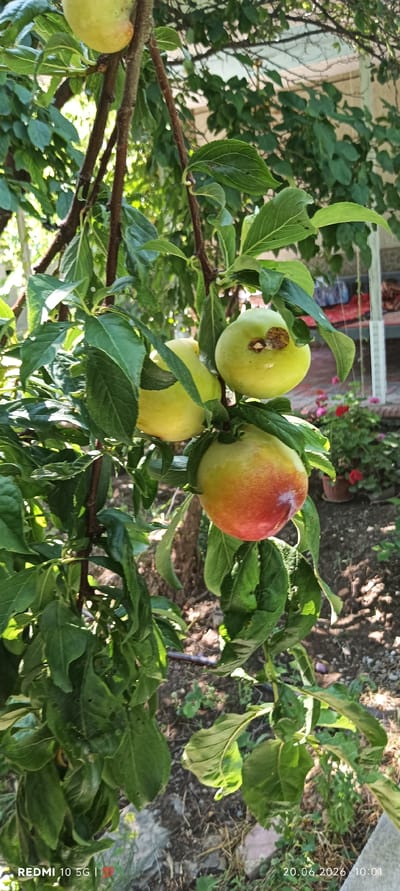A close-up, vertical shot captures a plum tree branch laden with ripe fruit in Zaamin, Uzbekistan. Three plums are prominently featured. One plum, positioned at the top right, is light green with a noticeable brown blemish. To its left, another plum shares a similar light green hue. The most striking plum, situated below and slightly to the right, displays a gradient of color, transitioning from green to a vibrant red. Lush green leaves, some showing signs of damage with small holes, surround the fruit. The background suggests an outdoor setting with dappled sunlight filtering through the foliage, hinting at a garden or orchard. In the distance, a structure and some potted plants are faintly visible. The ground beneath the tree is covered with dry leaves and soil.