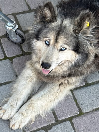 A high-angle, medium shot shows a shaggy, long-haired dog with piercing blue eyes lying on a grey cobblestone path. The dog's fur is a mix of grey, black, and white, with a lighter cream-colored chest and legs. Its tongue is partially out of its mouth, and a yellow tag is visible on its right ear. To the left of the dog, a metal cart wheel with a black tire is visible on the cobblestones. The environment appears to be an outdoor urban setting. The city of Onguday, Russia, is mentioned in the prompt as a location, but there is no visual evidence within the image to confirm this specific location.