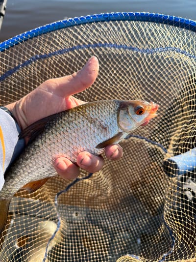 A close-up, vertical, eye-level outdoor shot shows a person's left hand holding a freshly caught fish inside a fishing net. The fish, a roach, is light gray with silver scales and orange eyes. The net is made of fine, tan mesh with a blue rim. The background is a blurry expanse of water and sky. The image was taken in Kambarka, Russia.