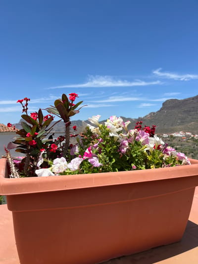 A terracotta planter sits on a patio railing overlooking a valley with a blue sky and white clouds. The planter is filled with pink and white petunias, with a small amount of red flowers poking out of the foliage. The valley is located in Tejeda, Spain at the coordinates 27.996 latitude and -15.615 longitude.  The scene is bright and sunny, with the sky providing a clear view of the valley.
