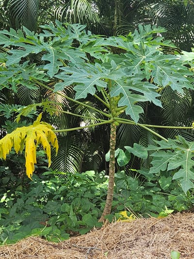 The image shows a close-up view of a papaya tree with large, green, lobed leaves. A single, bright yellow leaf is visible, contrasting with the surrounding green foliage. The trunk of the papaya tree is rough and segmented. In the background, there are dense green leaves of other plants, possibly palm fronds and tropical vines, and a portion of a haystack or dried grass bundle on the right side of the frame. The lighting suggests it is daytime, and the lush greenery indicates a tropical or subtropical environment. The overall scene is natural and vegetative, with no people or specific activities depicted. The location is identified as Davie, United States of America. There is no visible text in the image.