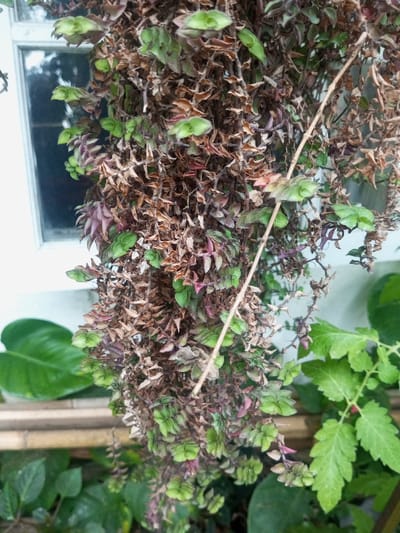 The image captures a close-up of a trailing or hanging plant, exhibiting a striking contrast between healthy and withered foliage. Predominantly, the plant shows numerous small, dried, light brown leaves and stems. Interspersed among these are clusters of vibrant green and reddish-purple new growth, indicating resilience despite the apparent stress.
In the background on the left, a white-framed window reflects a bright, possibly overcast, sky. Below the window and to the left, a large, broad green leaf from another plant is visible. Further down and to the right, more green foliage and a section of light-colored, possibly bamboo, wooden sticks are seen.
The lighting suggests it is daytime, likely under indirect sunlight or an overcast sky, as there are no strong shadows. No human activity or visible text is present in the scene. The image depicts a garden or balcony setting, showcasing the natural life cycle of the plant in Veren, Bulgaria.