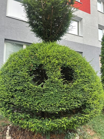 The image shows a large, round, green bush in front of a modern apartment building. The building has a gray textured facade with white-framed windows. A section of the building is painted red. There is a smaller evergreen tree on top of the large bush. The bush has two dark openings that resemble eyes and a larger opening that could be interpreted as a mouth, giving it a somewhat face-like appearance. The ground around the bush is covered with pine cones and some vegetation. The scene appears to be in a residential area in the city of Galanta, Slovakia.