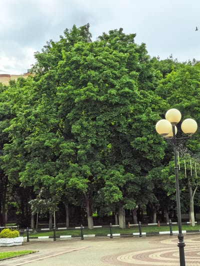 A medium shot captures a paved area in a park-like setting with a large, dense, vibrant green tree as the dominant element in the background. To the right of the tree, a black lamppost with four spherical, white lights is visible, with fine white strands hanging from it. The foreground features a patterned paved surface and a lawn area with black bollards and white-lined borders. In the far left, a white planter holds a green bush. The sky is overcast with a few wispy clouds. A single bird is visible in flight in the upper right quadrant of the image. The scene appears to be in an outdoor public space, possibly a city park or square. The location is identified as the city of Sovkhoza imeni Lenina, Russia.