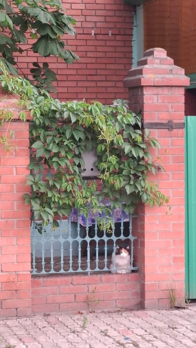 A calico cat sits on a brick ledge behind a blue metal fence, partially obscured by lush green ivy. The cat is facing forward, with its front paws tucked neatly beneath its chest. Its fur is a mix of white, orange, and black. Behind the cat, a floral-patterned fabric is visible. The scene is set against a red brick wall and pillar, with green foliage overhead. The ground is paved with light-colored interlocking bricks. The overall setting suggests an outdoor area, possibly a courtyard or garden in the city of Rassvet, Russia.