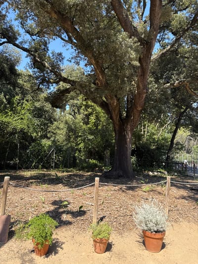 This is a medium-shot, low-angle photograph of a large, gnarled oak tree. The tree's thick, textured trunk and branches dominate the left side of the frame, with its canopy extending upwards and to the right, obscuring much of the sky. Sunlight filters through the dense foliage, creating dappled shadows.
In the foreground, to the right of the tree, a dirt path is visible, covered in wood chips. Three terracotta pots are placed along this path, each containing a different plant. The top pot holds a wispy, silvery-grey plant. The middle pot contains a small green plant. The bottom pot, partially visible, holds another green plant. Two wooden posts, one in the foreground and one further back, are partially visible, each with a rope stretched between them, creating a boundary or decorative element.
Behind the tree and the path, a dense forest of green trees and foliage creates a lush backdrop. A metal fence is discernible in the middle ground, suggesting the edge of a property or an enclosed area. The scene appears to be outdoors, likely in a garden or park setting, given the presence of the potted plants and the cultivated path.
The lighting suggests it is daytime, with the sun casting distinct shadows. The clear blue sky visible through the tree canopy indicates fair weather. The overall atmosphere is natural and serene, with the aged oak tree providing a sense of permanence and rustic charm. No people are visible in the image. There is no visible text.
