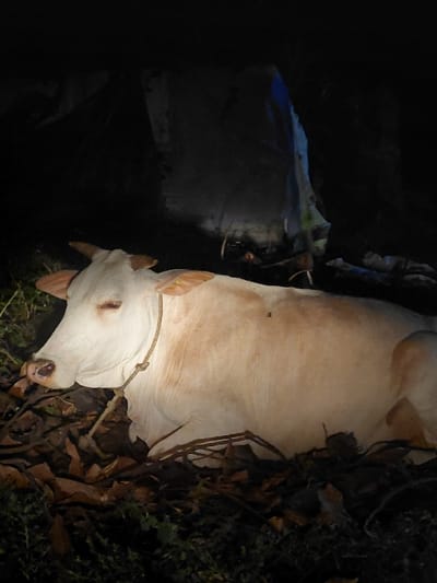 A light-colored bovine, consistent with a cow, is depicted resting on the ground in Blang Pohroh, Indonesia. The animal, predominantly white with light tan markings on its flanks and ears, faces left with its head slightly lowered. A brown braided rope is secured around its neck. Its eyes are partially closed. The ground beneath the cow consists of dried leaves and dark vegetation. The scene is illuminated by an artificial light source, contrasting with the dark background. The background is indistinct due to low light but shows faint outlines of a potential temporary shelter or structure, including a section with a subtle blue hue. No human subjects or discernible interactions are visible. The cow's posture suggests a state of repose.