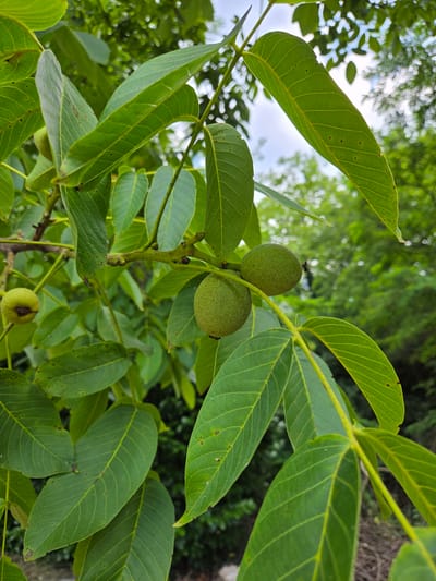 This media file is a close-up, eye-level shot of a walnut tree branch, featuring two green, immature walnuts. The walnuts are round and green, with a textured surface, and are attached to the branch by stems. They are surrounded by large, vibrant green leaves that have prominent veins and a slightly serrated edge. Some of the leaves show small brown spots, indicative of natural blemishes or minor imperfections. The background is softly blurred, showing more foliage and hints of the sky, suggesting an outdoor setting during daylight hours. The overall impression is one of natural growth and the early stages of fruit development on a tree. The scene is set in Doneztebe / Santesteban, Spain.