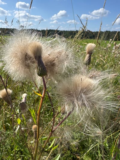 This is a close-up, vertical, eye-level shot of fluffy seed heads of a thistle plant in a field on a sunny day. The background shows a green meadow dotted with a few other thistles, a dark green line of trees, and a bright blue sky with scattered white clouds. The foreground is dominated by the feathery seed heads, which are predominantly tan and white, with some darker centers. The stems of the plants are thin and purplish-red. The overall impression is one of natural beauty and the end of the plant's flowering cycle. The location is identified as Portovoe, Russia. There are no people or animals visible in the image.