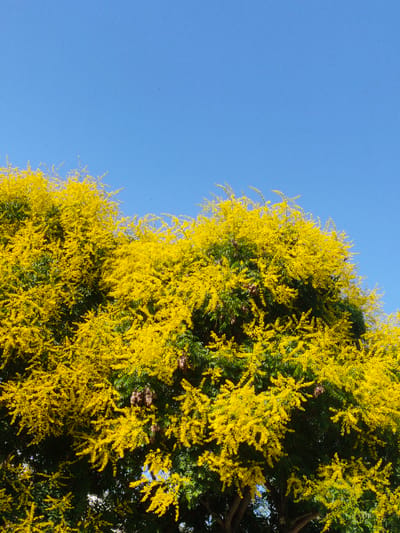The image depicts a vibrant tree in full bloom, its branches laden with clusters of bright yellow flowers. These flowers create a dense canopy, obscuring much of the tree's foliage, which appears as dark green against the brilliant yellow. The tree is set against a clear, deep blue sky, suggesting a sunny day. There are no people or discernible man-made structures visible in the image. The scene is purely natural, focusing on the tree and the sky. The presence of a few small, dark objects that might be seed pods or dried flowers are scattered amongst the yellow blooms. The bottom portion of the image shows a glimpse of the tree's trunk and darker green leaves. This image is unlikely to be specifically located in Zrenjanin, Serbia, as there are no identifying landmarks or characteristics present.
