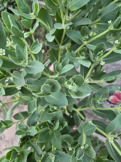 The image is a close-up, top-down shot of a lush green plant with numerous oval-shaped leaves and tiny white flowers. The leaves are arranged densely along branching stems, and some have a lighter green or yellowish stripe down the center. The plant appears healthy and is in full bloom. The background is out of focus, showing a mix of earthy tones, possibly soil and a paved surface. There are no people or animals visible in the image. The location is stated to be in Қанабек, Kazakhstan, but this specific detail is not visually discernible from the photograph itself. The image captures a botanical subject in a natural or semi-natural setting.