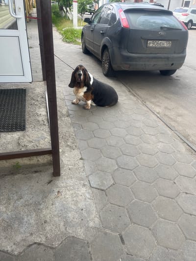 A basset hound dog stands on a hexagonally-tiled pavement beside a dark-grey Ford Focus hatchback with Russian license plate "P906EH136". The car is parked along the edge of the pavement, close to a curb. The location appears to be an urban area, possibly Bobrov, Russia based on the license plate region code. The dog is on a leash, and a portion of a building structure with a white door and a brown metal frame is visible in the foreground. A black rubber mat lies in front of the door. Grass and trees can be seen across the street. The scene suggests a casual, everyday setting.