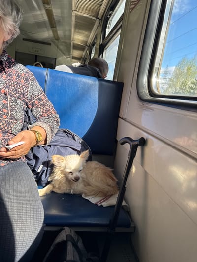 The image shows the interior of a train car. A woman is seated, wearing a patterned shirt and a gold watch. A small, light-colored dog is lying on the seat next to her, resting on a blue jacket. A black cane is positioned above the dog. Another person is partially visible in the background. Above the seats is a window showing a view of the outside. The scene is well-lit.
