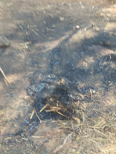 A patch of scorched earth, interspersed with bits of straw and ash, dominates the view. The ground is a mix of dirt and char, indicating a recent fire. The edges of the burnt area are less intense, blending into the surrounding dry, unburnt ground. Shadows cast across the scene suggest a sunny day, enhancing the contrast between the dark burn and the lighter surroundings. A wooden stick lays near the burnt area.