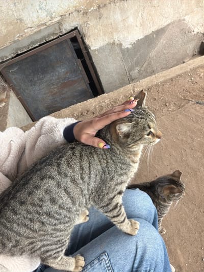 Location: Likely outdoors in or near Debrashtitsa, Bulgaria.
Scene: A gray tabby cat is being petted by a person. The cat is primarily in the foreground and appears to be enjoying the interaction, with its head tilted upwards. The person's hand, with colorful fingernails, is visible supporting the cat's head. The person is wearing a light-colored, possibly fleece, jacket or garment, and blue jeans. Another gray tabby cat is partially visible in the background, sitting near the person's leg. Background elements include concrete surfaces and possibly a metal grate set into the concrete. The surface behind the person with the cats appears to be bare earth.
