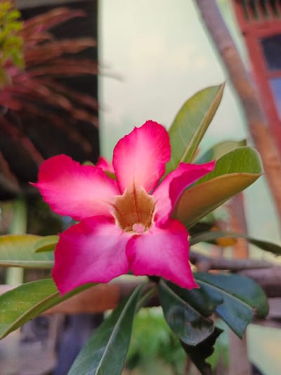 A close-up, eye-level, outdoor photograph captures a vibrant pink Adenium flower in bloom. The flower's petals are a bright, saturated pink, fading to a lighter pink and yellow towards the center. The stamens are visible in the heart of the bloom, a soft, golden-brown color. Surrounding the flower are several deep green, succulent leaves. The background is softly blurred, showing hints of brown and green foliage on the left, and a light-colored wall with a wooden structure and a hint of a red window frame on the right. The scene is likely set in a garden or yard, common in Meuliek, Indonesia. The lighting suggests it is daytime, with soft, natural light illuminating the subject. There are no people or animals present in the frame.
