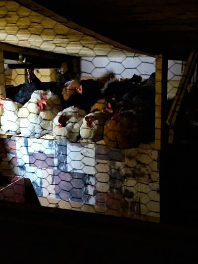 Within an enclosed structure in the city of Moshtanets, Bulgaria, a group of chickens is observed at rest. The scene is dimly illuminated, with a light source positioned above, casting distinct hexagonal shadows from wire mesh onto the wooden ceiling and floor. Approximately ten to fifteen chickens are visible, primarily occupying the mid-ground. Several white chickens with prominent red combs are present, huddled together in the left and center portions of the frame. One dark-feathered chicken is visible on the far left. Other chickens appear as dark forms, partially obscured by shadows and other birds. They exhibit no active movement or interaction. The chickens are contained within a structure featuring a wooden frame and hexagonal wire mesh, which partially obstructs the view. Below the chickens, a surface constructed of light-colored bricks or tiles is visible, reflecting some ambient light. The bottom foreground is largely dark and unidentifiable.