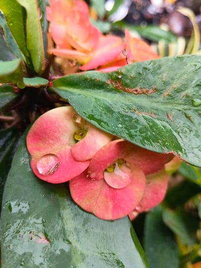 The image displays a close-up, high-angle view of a wet *Euphorbia milii* (Crown of Thorns) plant, situated in Inawi, Papua New Guinea. The central focus is on a cluster of small, ovate floral bracts, predominantly in shades of pink and yellowish-pink, each bearing visible yellow central cyathia. Numerous clear, spherical water droplets adhere to the surfaces of these bracts and the surrounding green, elongated leaves, indicating recent precipitation. Some leaves exhibit irregular brown discoloration or streaks. Sharp, dark thorns are discernible along the plant's stems. The background is softly blurred, showing indistinct green and darker elements consistent with natural foliage. No human figures or man-made objects are present.