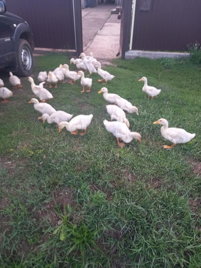 The image captures a flock of white ducklings gathered on a grassy area. The ducklings are of various sizes, with some appearing to be younger than others. They are mostly white with yellow beaks and orange legs and feet. Some of the ducklings are standing, while others are huddled together or bending down as if foraging. The background shows a mixture of green grass and some bare earth. In the upper left portion of the image, a brown wooden fence or wall is visible, suggesting an outdoor setting, possibly a yard or farm. A dark-colored vehicle, likely a car or van, is partially visible in the lower left corner, with its tire and wheel prominent. The lighting suggests it is daytime, and the scene appears to be outdoors in a rural or semi-rural location, consistent with the provided location context of Sterlibashevo, Russia. The overall mood is peaceful and pastoral, with the focus squarely on the ducklings and their natural environment. There is no visible text in the image.