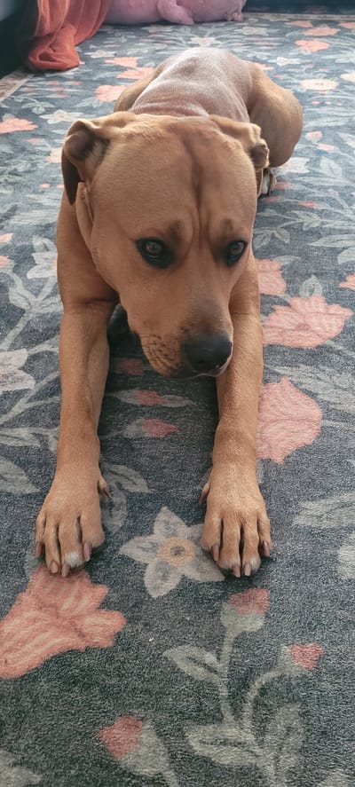 The image features a light brown pit bull mix dog lying on a floral-patterned blanket. The dog is positioned on its stomach with its front legs extended forward, and its head is turned towards the camera. Its eyes are open and dark, and its nose is a dark color. The dog's fur is short and smooth. The blanket has a dark grey base with a pattern of pink and white flowers and green leaves. The overall lighting suggests it is daytime, and the indoor setting is implied by the blanket and the presence of what appears to be a pink stuffed animal and an orange blanket in the background to the left of the dog. There is no visible text in the image. The dog's posture and relaxed expression suggest a calm and content mood. The camera angle is from above and slightly to the side, looking down at the dog.