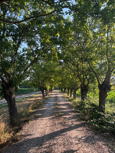 The image depicts a tree-lined gravel path curving into the distance. The perspective is from ground level, looking upwards and along the path. Large, leafy trees with thick trunks flank the left side of the path, casting long shadows across the gravel. The trees are full of green foliage, suggesting it is a warm season, likely summer. The sunlight filtering through the leaves creates a dappled effect on the path and the surrounding grass.

On the right side of the path, dense green vegetation, possibly vines or bushes, grows upwards, contrasting with the sparser grass. The path itself is composed of small stones and pebbles, with tire tracks visible in places, indicating it is used by vehicles. In the background, the path continues to recede, becoming narrower and less distinct, suggesting it leads further into a rural or natural setting. The sky is visible through the branches of the trees, appearing clear and blue.

The overall impression is one of a peaceful, sun-drenched rural lane. The strong shadows suggest the time of day is either morning or late afternoon. There are no people or man-made objects visible other than the path itself. The scene evokes a sense of tranquility and natural beauty. Based on the provided location context, this could be a path in the countryside near Caorle, Italy. There is no visible text in the image.