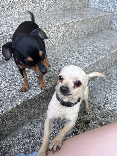 Two small dogs, a black and tan Miniature Pinscher and a light-colored Chihuahua, are standing on a speckled concrete staircase. The Miniature Pinscher is on the left, facing down with its tongue slightly out. The Chihuahua is on the right, looking directly at the camera with its front paws resting on a person's leg, which is partially visible at the bottom right of the frame. The environment appears to be an outdoor urban setting, possibly in Dalgopol, Bulgaria, characterized by the utilitarian concrete construction of the stairs.