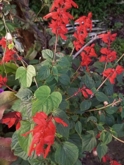 The image displays a detailed close-up of a flowering plant situated in Sa Hti Law (3), Myanmar. The primary subjects are multiple clusters of vibrant red, tubular flowers, likely Salvia splendens, arranged in upright spikes. The plant exhibits numerous ovate, deep green leaves with visible serrations. Interspersed with this foliage are larger, heart-shaped green leaves, suggesting an intertwined vine or companion plant. The background is an out-of-focus natural environment, featuring indistinct darker green foliage and brown organic matter. No individuals, explicit actions, or interactions are visible within the scene.