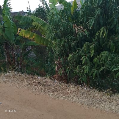 Lush vegetation dominates the view, featuring banana trees with broad, green and yellowing leaves, and a full, leafy tree with dense foliage. A ground cover of dry grass and soil extends into the foreground, leading to a dirt path. Distant houses are vaguely visible at the top of the image, suggesting a rural or semi-rural environment.