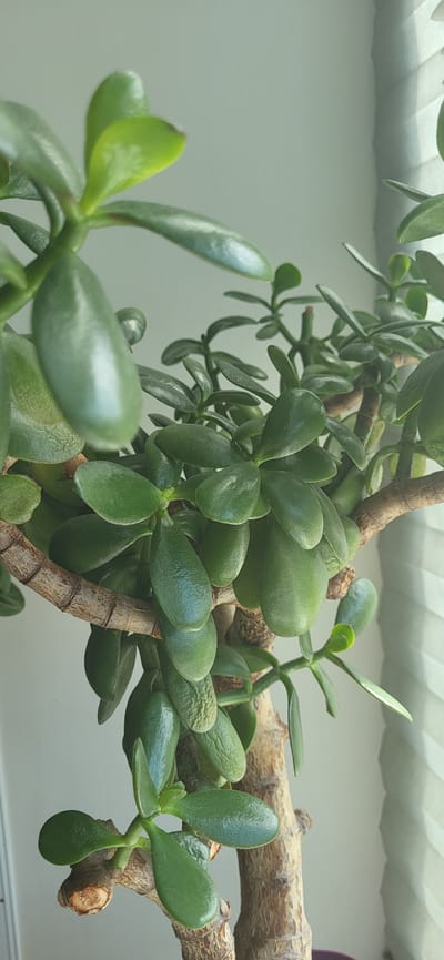 A close-up, vertical, eye-level shot shows the thick, woody branches and glossy green leaves of a jade plant indoors. The plant is positioned in front of a light-colored wall with vertical blinds on the right side of the frame, indicating natural light is entering from the right. The jade plant's trunk is rough and textured, with some branches showing evidence of pruning. The leaves are ovate, succulent, and reflect the light, giving them a polished appearance. Some leaves exhibit slight discoloration or browning at the edges. The overall impression is of a healthy, well-established houseplant. This plant is located in the city of Slavyanka, Russia.