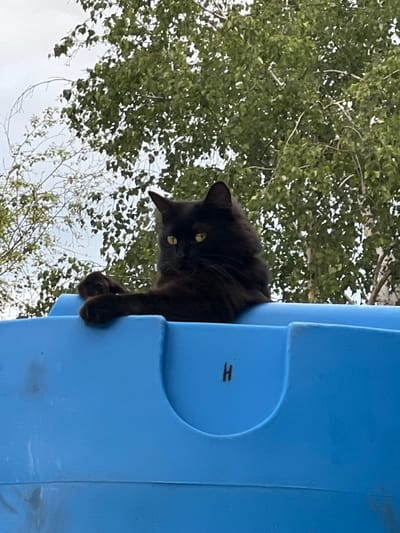 A black cat with bright yellow eyes is perched on the edge of a blue plastic object, possibly a trash bin, in this outdoor shot. The cat's front paws dangle over the side, and it looks down at the camera with an alert expression. The background is dominated by the lush green foliage of trees, with some branches and leaves appearing in focus. The sky is visible through the leaves, suggesting it's daytime with overcast or bright conditions. A faint "H" is visible on the blue object, possibly a marking or label. The scene appears to be in Yenakiieve, Ukraine, judging by the context.