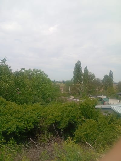 A wide shot of Arashan, Kyrgyzstan, on a cloudy day shows a rural landscape. In the foreground, dense green foliage and dry branches are visible. Beyond the foliage, several trees, including tall, slender poplars, dominate the middle ground, interspersed with the rooftops of small buildings. The sky is overcast with a pale, diffused light. The scene captures a quiet, natural setting within a residential area.