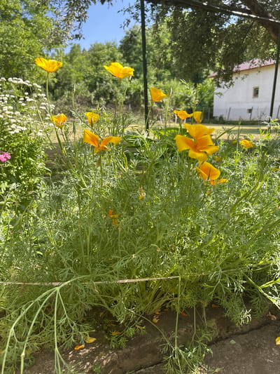 This media file shows a close-up view of California poppies in a garden. The flowers are bright yellow and orange, with delicate petals. They are growing among lush green foliage, with a hint of white flowers and a pink flower in the background. The scene appears to be a sunny day, with clear blue skies visible above the trees. In the background, a building with a red-tiled roof and white walls can be seen. The overall impression is one of a peaceful and vibrant garden setting. There is no visible text.