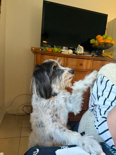 The image shows a medium-sized, long-haired dog with black and white fur. The dog is standing indoors, near a wooden cabinet with a TV on top. A basket of fruit, including oranges, green apples, and bananas, sits on the cabinet. A person wearing a white and black striped shirt is present. The environment suggests a domestic setting, likely a living room. There is no evidence to confirm the location as La Lucila, Argentina.